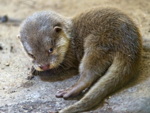 crown-conservation-a-baby-river-otter.jpg?w=500&h=375